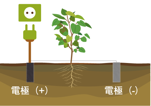 新エネルギー植物発電 N Energy 株式会社ニソール